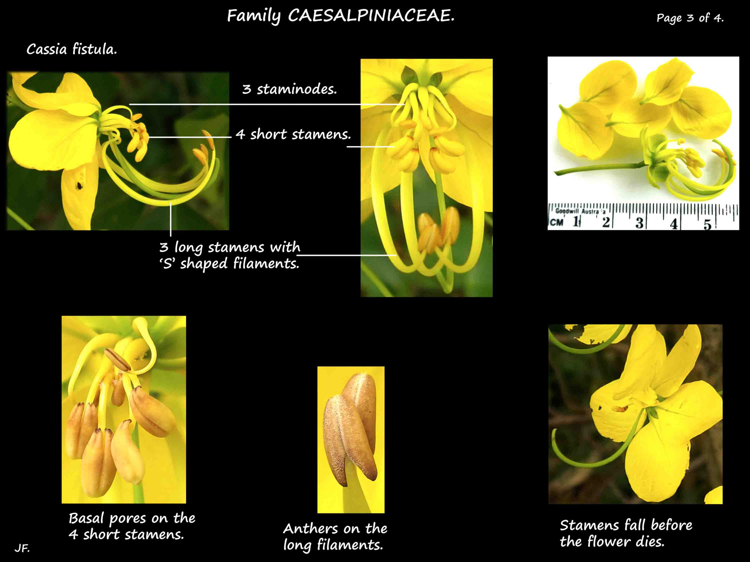 3 Cassia fistula stamens